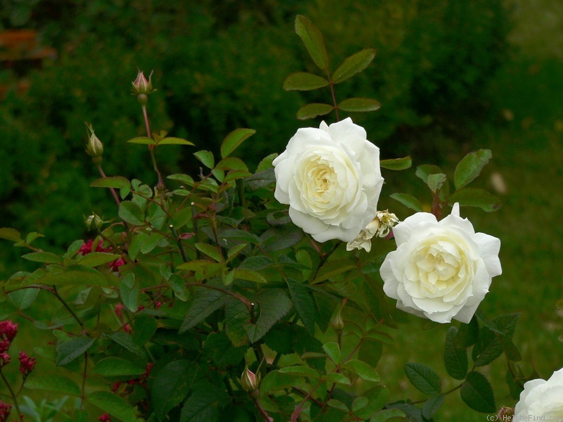 'Susan Williams-Ellis' rose photo