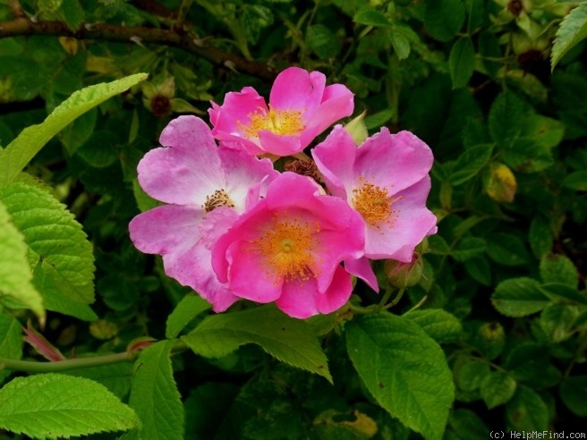 'R. setigera' rose photo