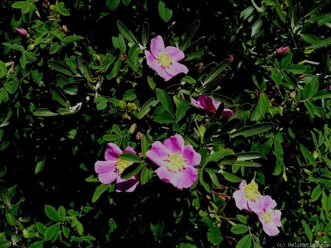 'R. woodsii' rose photo