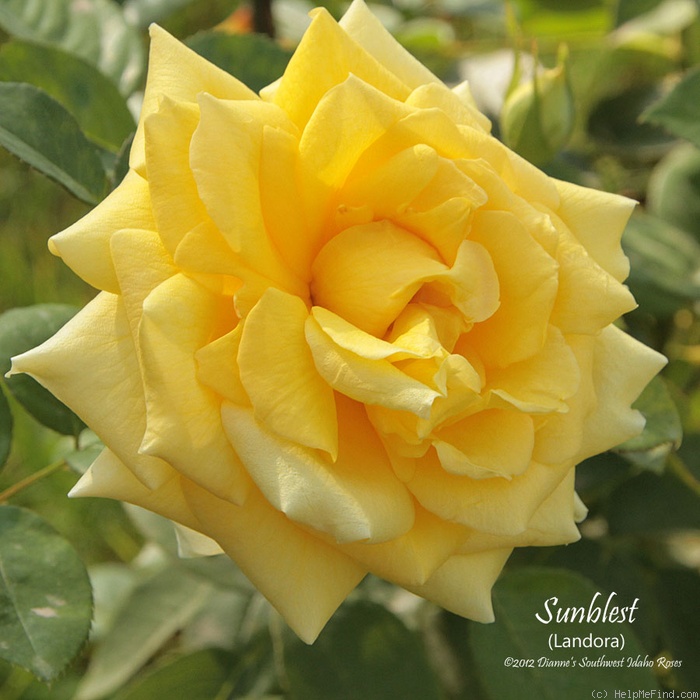'Sunblest' rose photo