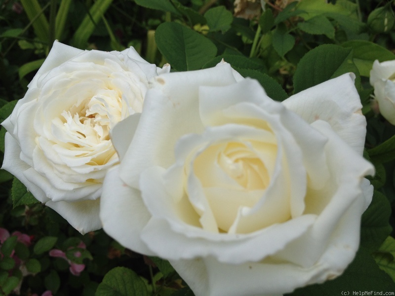 'Caroline Victoria (Hybrid Tea, Harkness, 2006)' rose photo