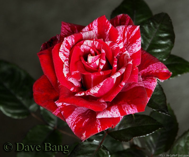 'Code of Honor' rose photo