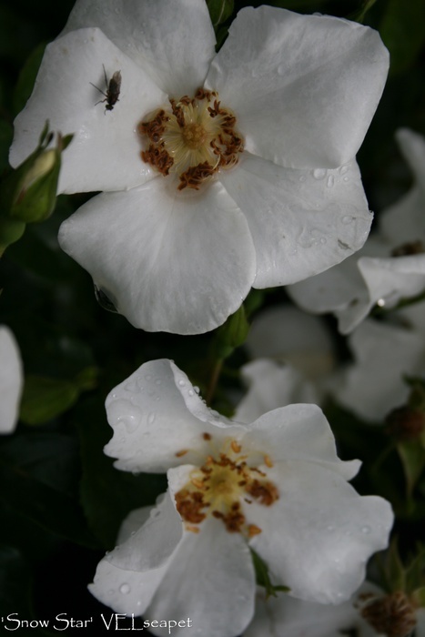 'Snow Star ®' rose photo