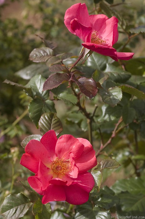 '2010-OPW' rose photo