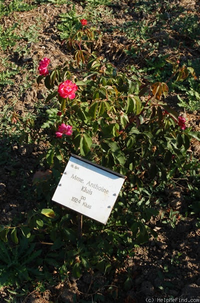 'Madame Anth. Kluis' rose photo