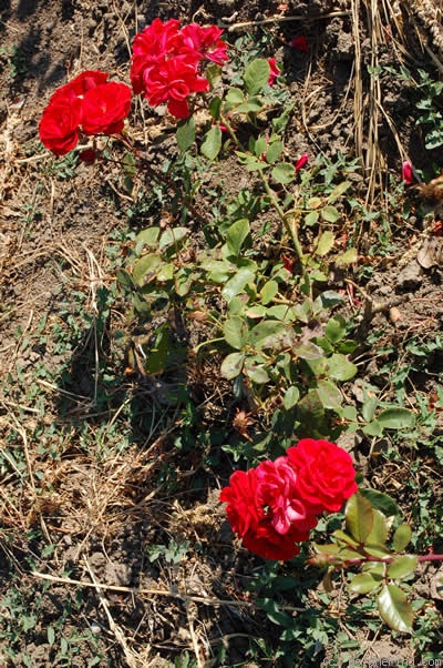 'Ruth Leuwerik' rose photo
