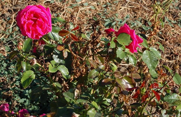 'Gloria del Llobregat' rose photo