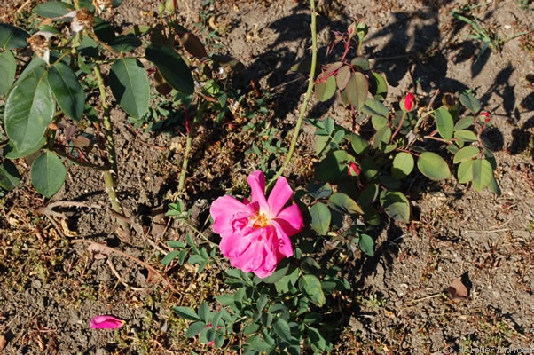 'Mrs. L.B. Coddington' rose photo