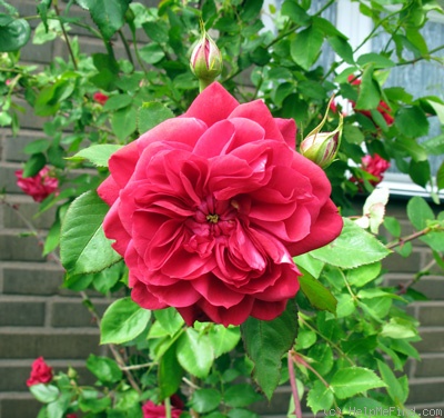 'Quadra' rose photo