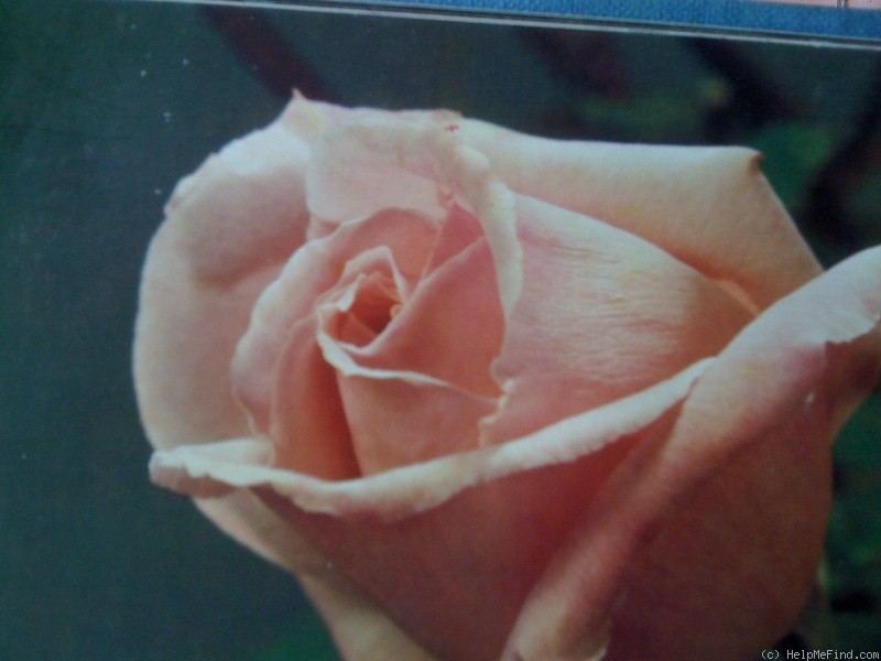 'Miss Eleganza' rose photo