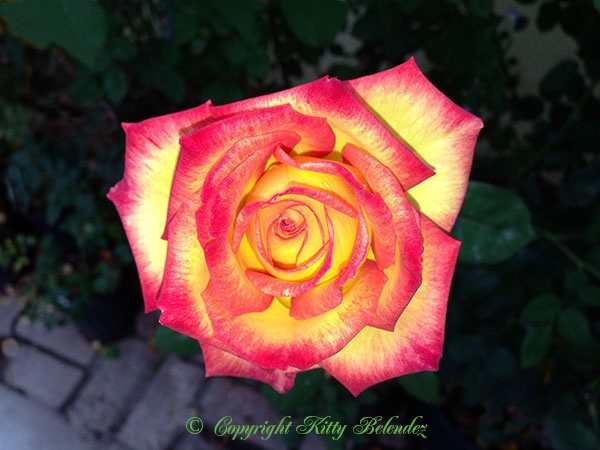 'Polo Club ™' rose photo