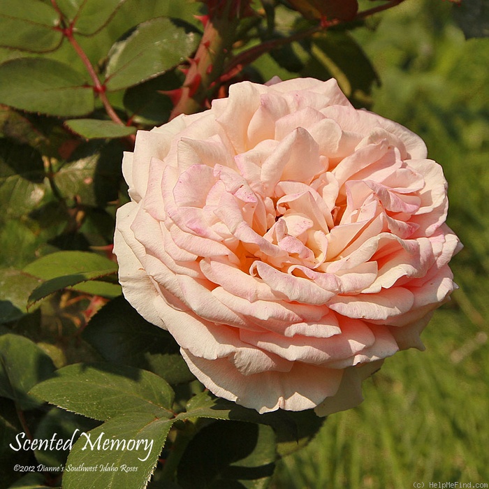 'Scented Memory' rose photo