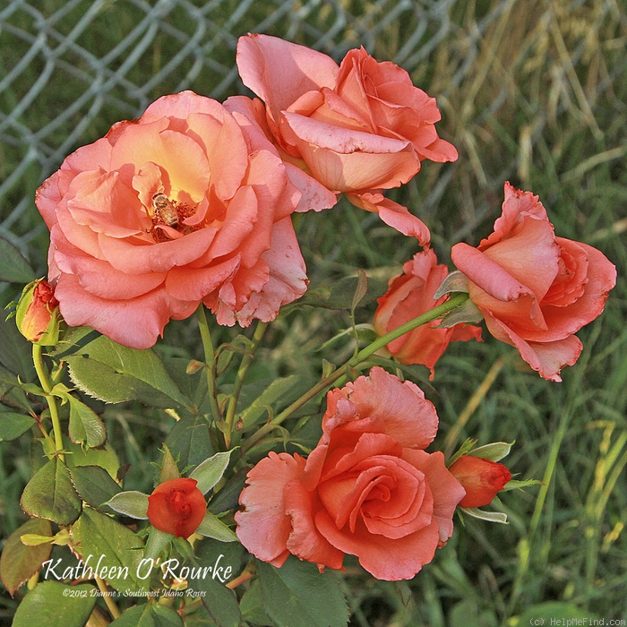 'Kathleen O'Rourke' rose photo
