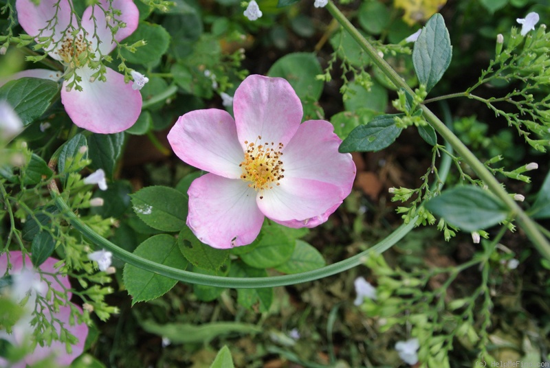 'Violet Cloud' rose photo