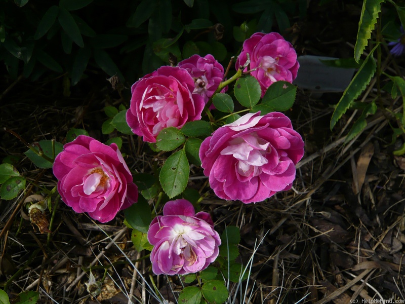'Si Bemol' rose photo