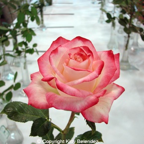 'Desperado (hybrid tea, Edwards/Phelps)' rose photo