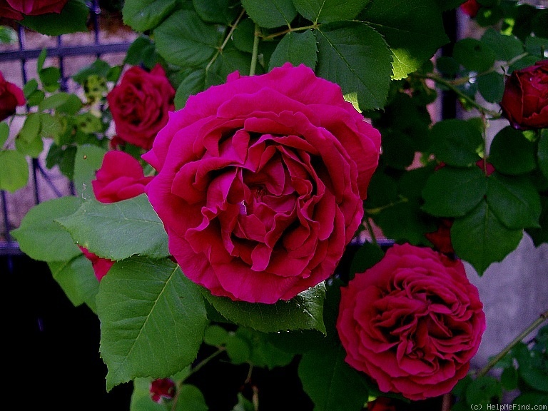 'Madame Isaac Pereire (Bourbon, Garcon, 1876)' rose photo