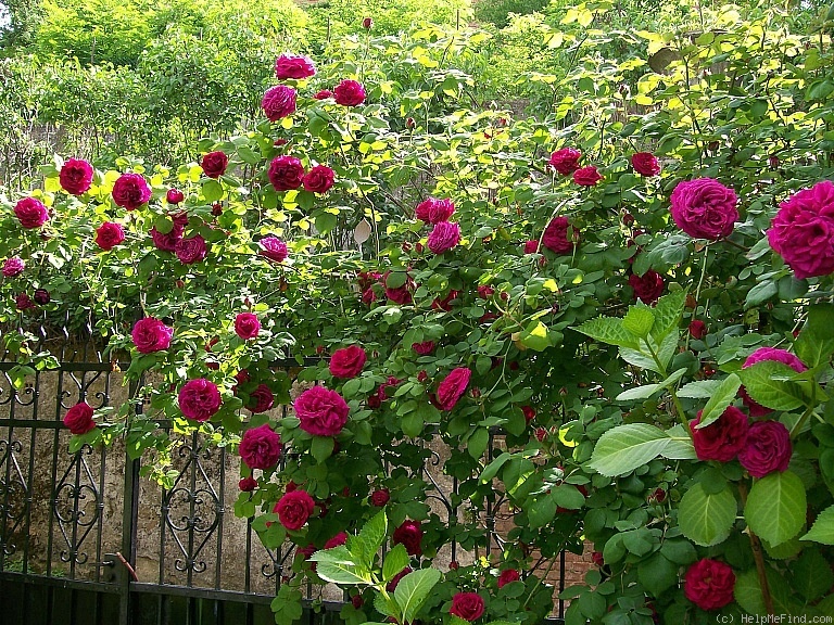 'Madame Isaac Pereire (Bourbon, Garcon, 1876)' rose photo