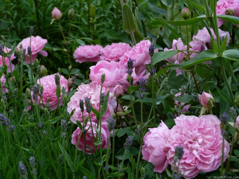 'Harlow Carr ™ (English rose, Austin, by 2004)' rose photo