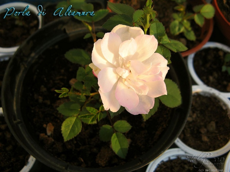 'Perla di Altamura' rose photo