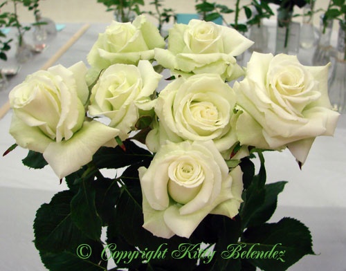 'Whirlaway ™' rose photo