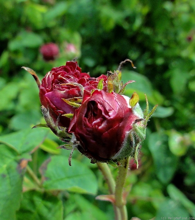 'Assemblage des Beautés' rose photo