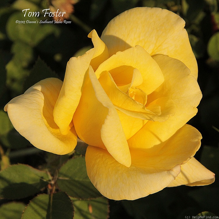 'Tom Foster' rose photo