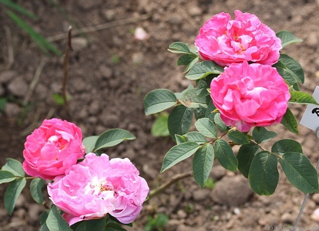 'Anne (alba, Asger, 2009)' rose photo