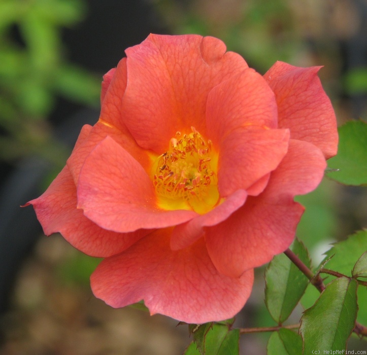 'The Edwardian Lady' rose photo