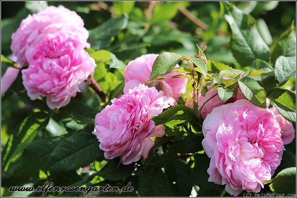 'Jacques Cartier' rose photo