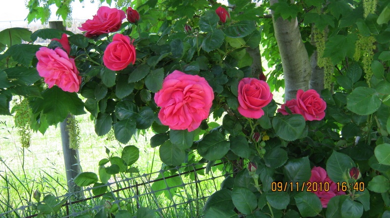 'Titian, Cl.' rose photo