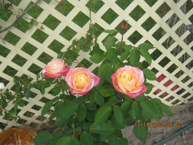 'Rae Dungan' rose photo
