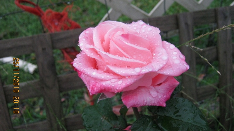 'Kiss ® (floribunda, Kordes 1988)' rose photo