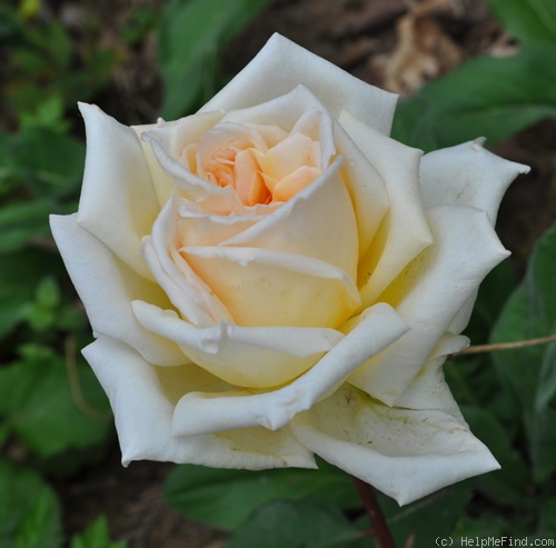 'Blumenschmidt's Elfenkönigin' rose photo