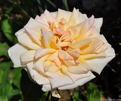 'Blumenschmidt's Elfenkönigin' rose photo