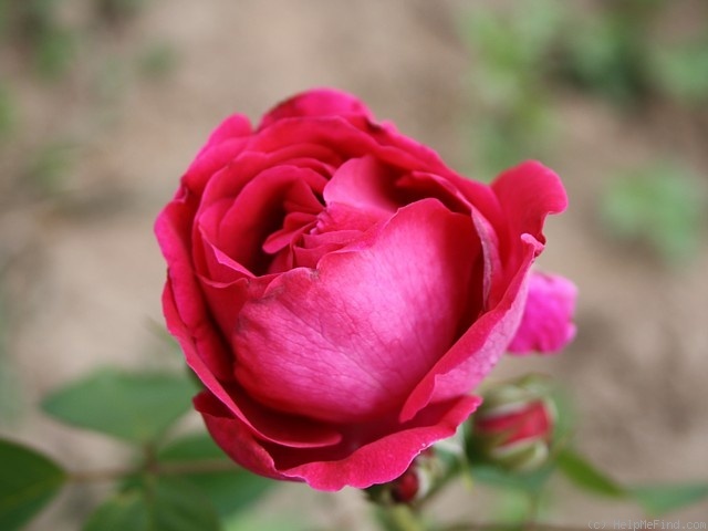 'Amiral Gravina' rose photo