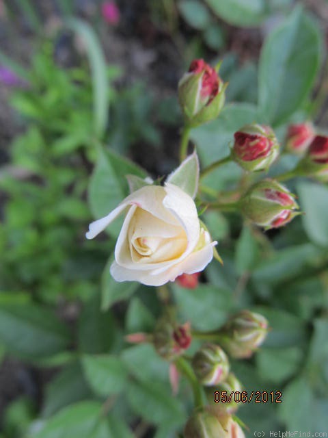 'Irene of Denmark' rose photo