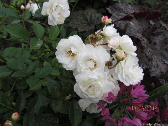 'Irene of Denmark' rose photo