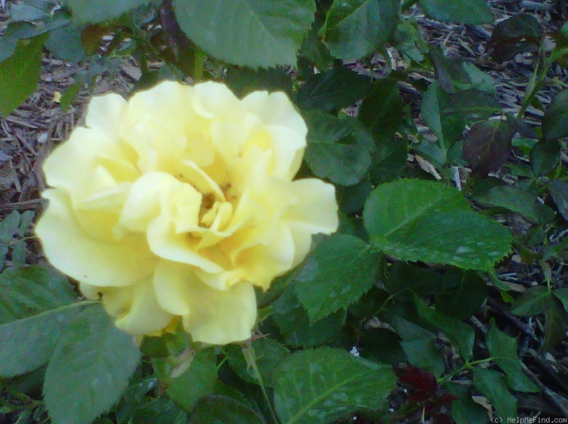 'Sparkle & Shine' rose photo