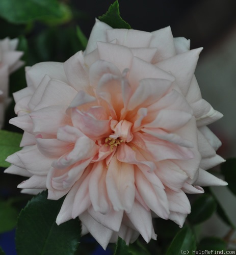 'Madame Alice Garnier' rose photo
