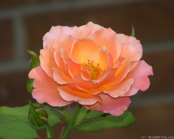 'Tuscan Sun ™' rose photo