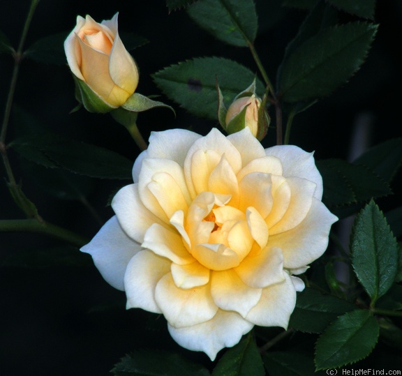 'Softee (miniature, Moore 1983)' rose photo