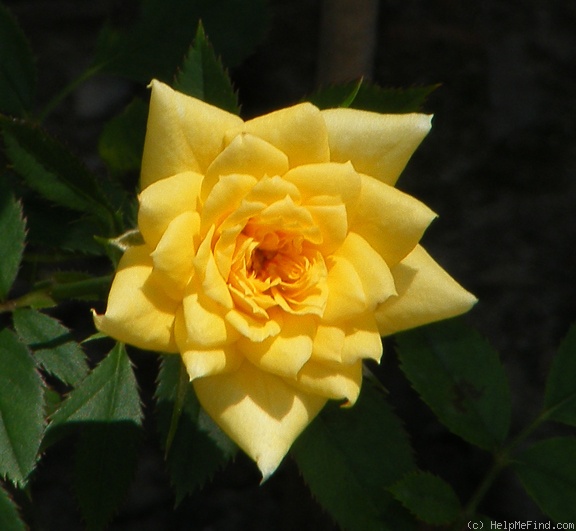 'Rise 'n' Shine' rose photo