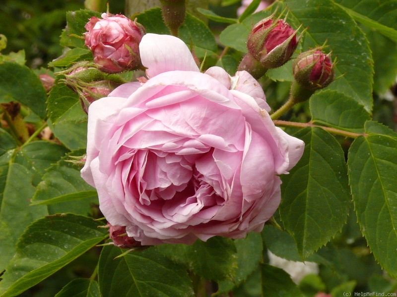 'Alpenfee' rose photo