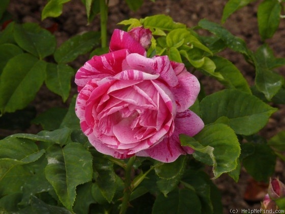 'ČSR' rose photo