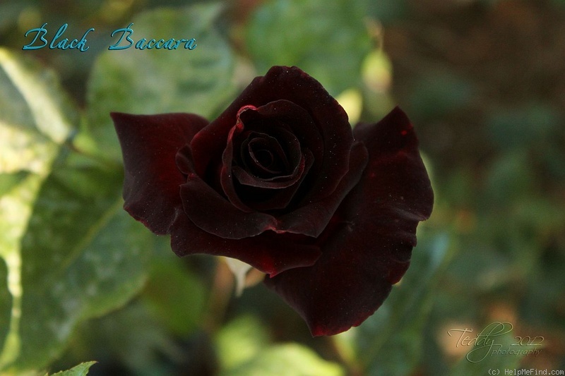 'Black Baccara ™' rose photo