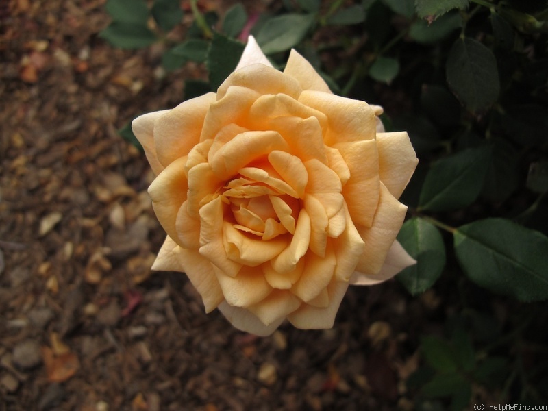 'Apricot Twist ™' rose photo