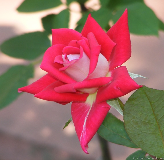 'Love (grandiflora, Warriner, 1977)' rose photo