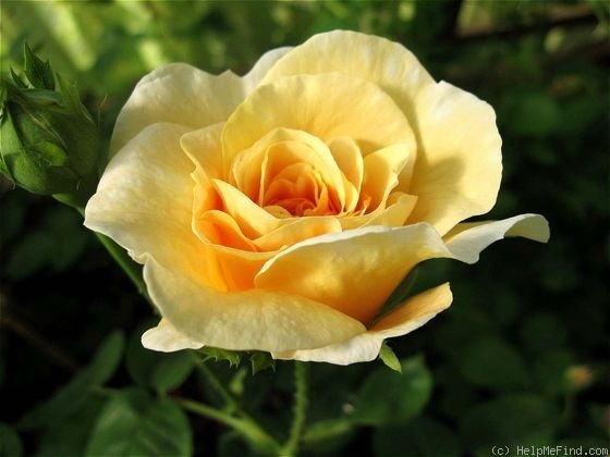 'Amiable Blush' rose photo