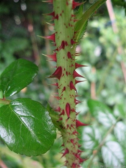 'Charming Moss' rose photo